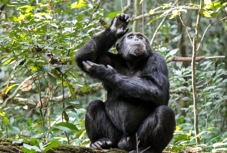 2 Day Chimpanzee Trekking Gombe