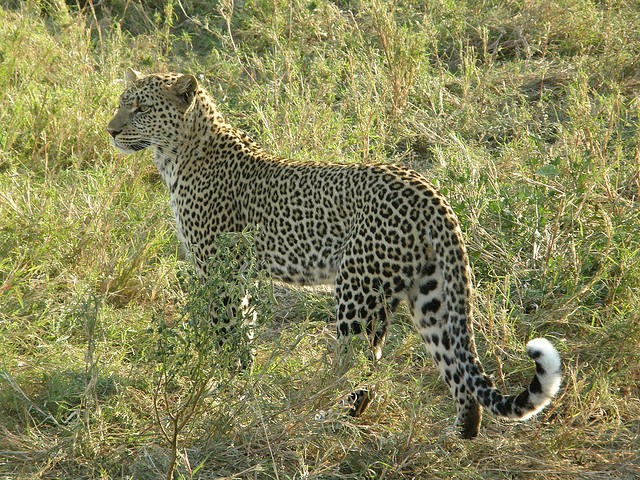 2 Day Safari in Mikumi National Park